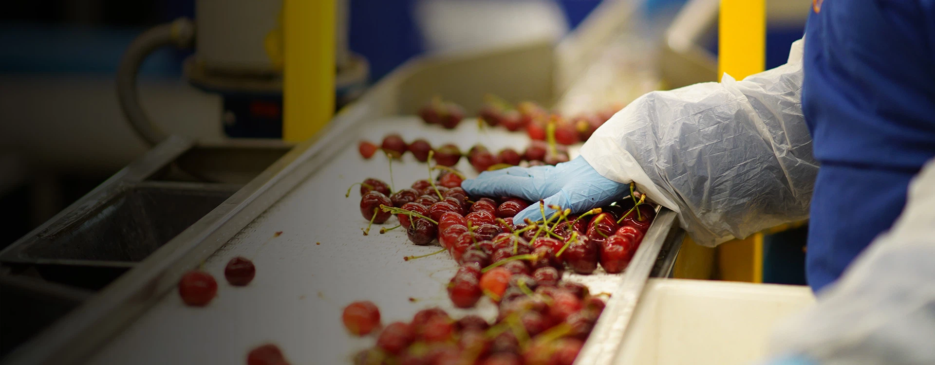 Professional fruit washing machine